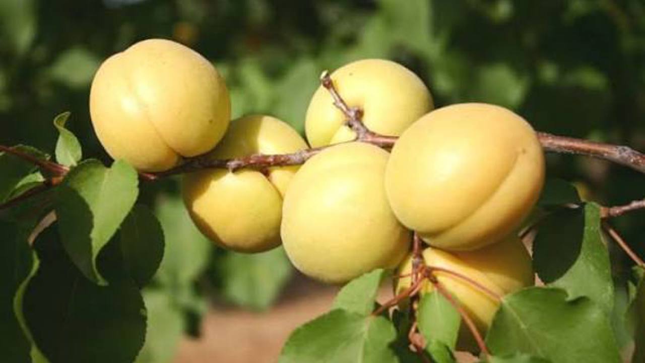 Yöresel Ürünlerde Coğrafi İşaret ve Marka Aynı Şey Değil
