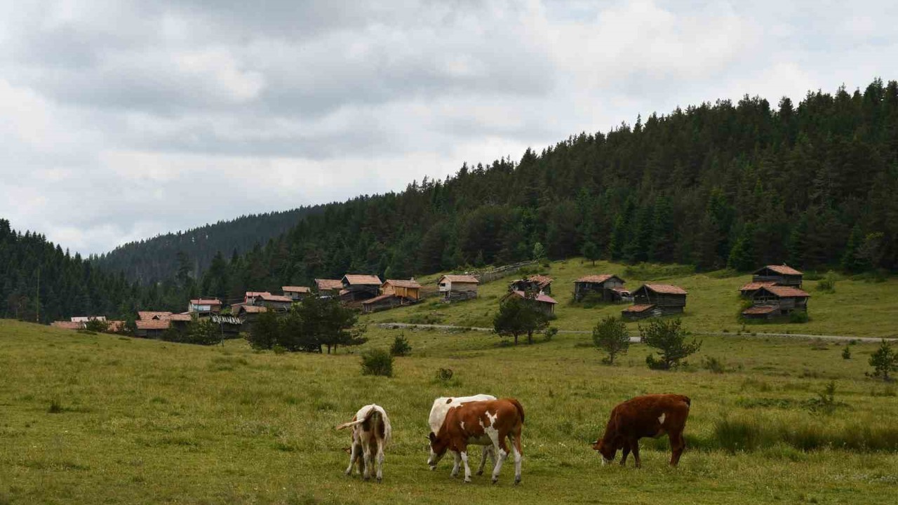 Güzelliğiyle mest eden Kastamonu yaylaları hayvancıların en büyük geçim kaynağı
