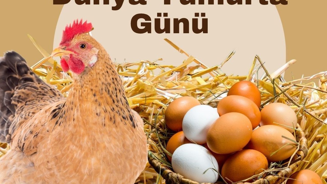 Türk Veteriner Hekimleri Birliği Başkanı Eroğlu: "Yumurta doğanın en eşsiz gıda kaynaklarından biridir"
