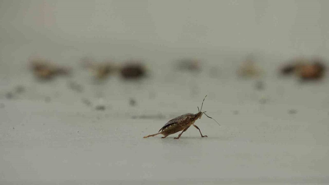 Kahverengi kokarca istilası vatandaşları tedirgin ediyor
