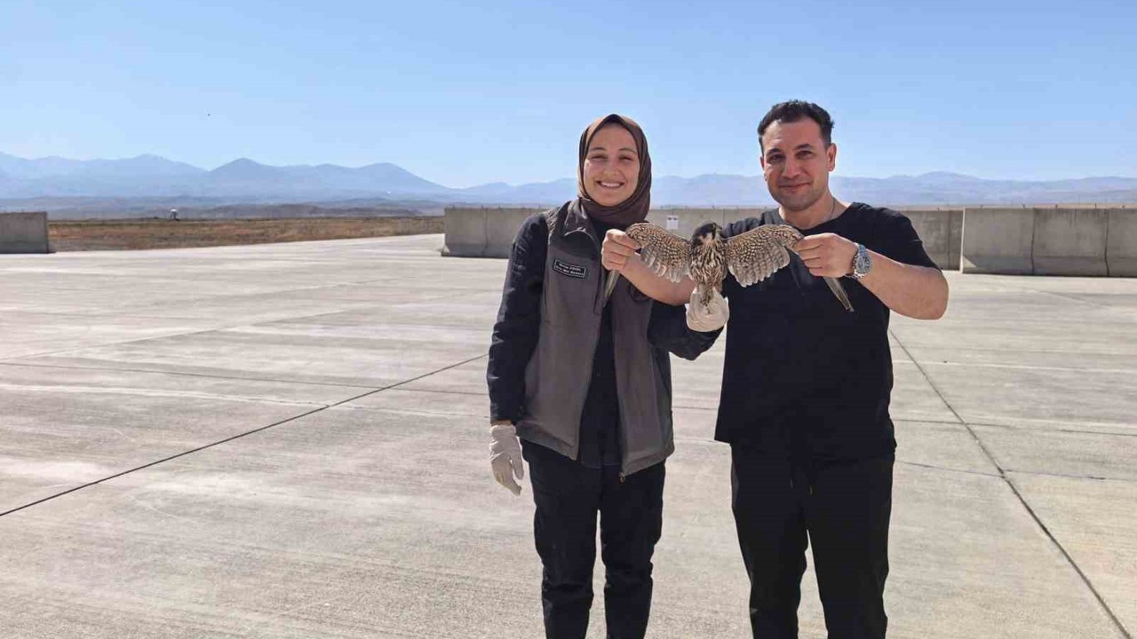 Bitkin halde bulunan yaralı Delice Doğan tedavi altına alındı
