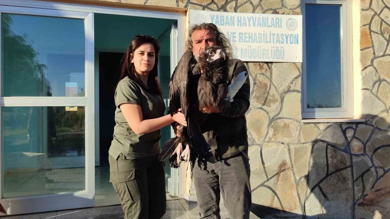 Yaralı kara akbaba yetkililere teslim edildi
