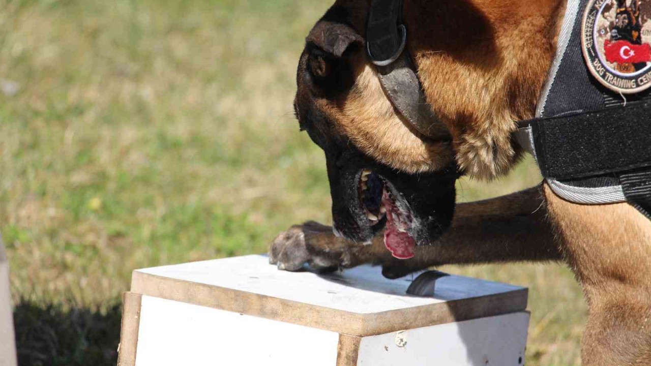 Bolu’daki uyuşturucu operasyonlarında 13 şüpheli yakalandı
