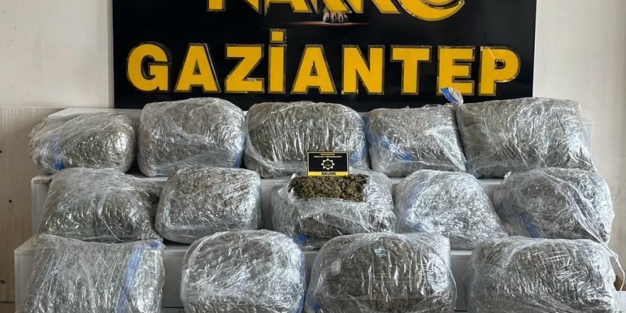 Gaziantep’te 78 kilogram skunk ele geçirildi: 1 şahıs tutuklandı