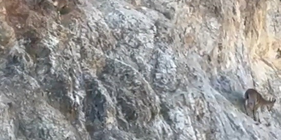 Harşit Çayı’nda su samuru, Torul’da yaban keçisi görüntülendi