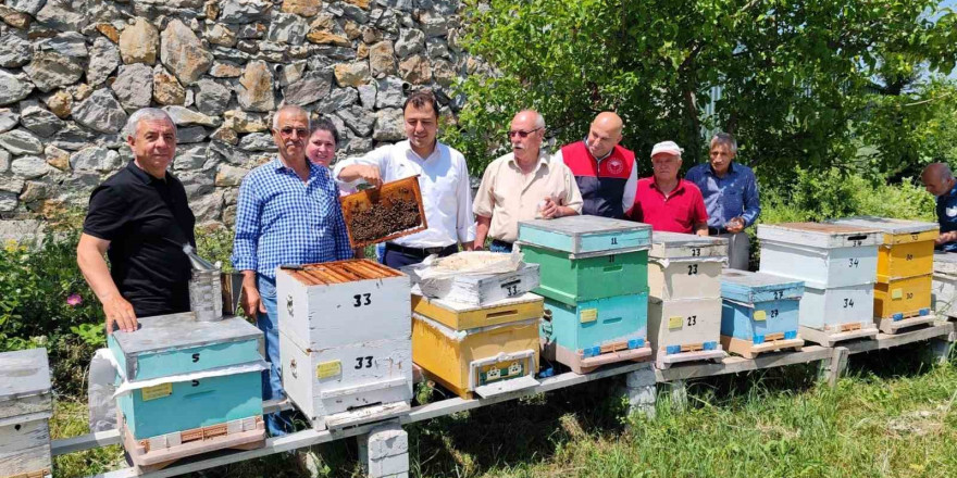 Kırklareli’nde 'ana arı' dağıtımı