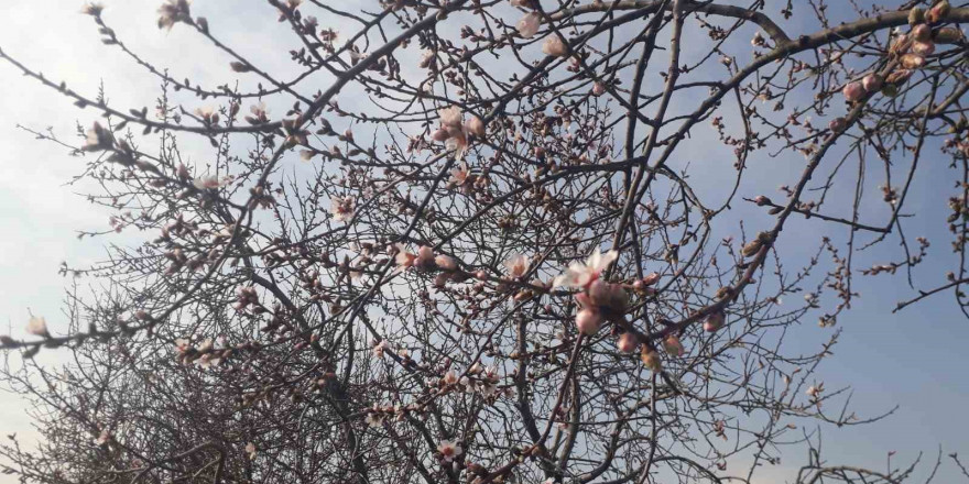 Konya’da badem ağaçları çiçek açtı