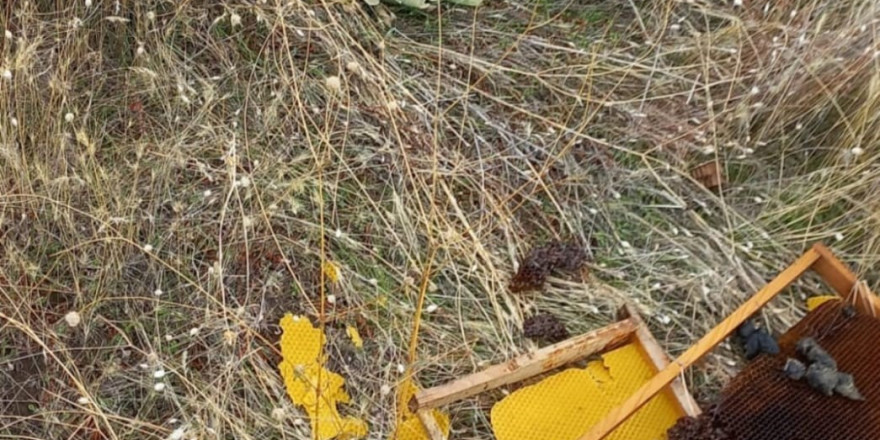 Malatya’da  aç kalan ayılar arı kovanlarına saldırdı