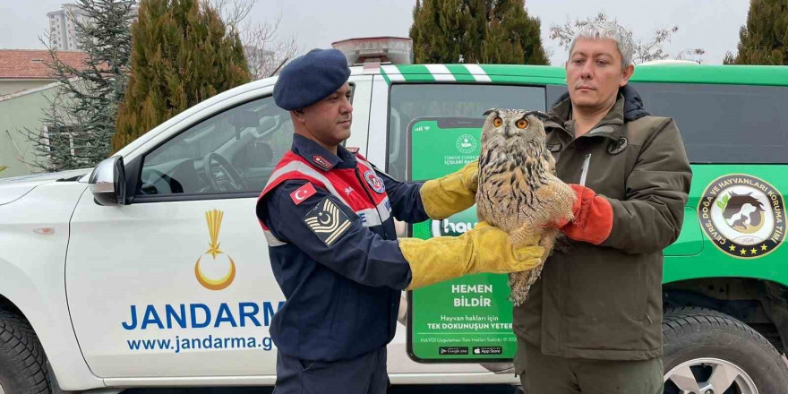 Malatya’da yaralı bulunan baykuş koruma altına alındı