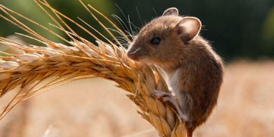 Nazilli’de tarla faresi popülasyonu arttı