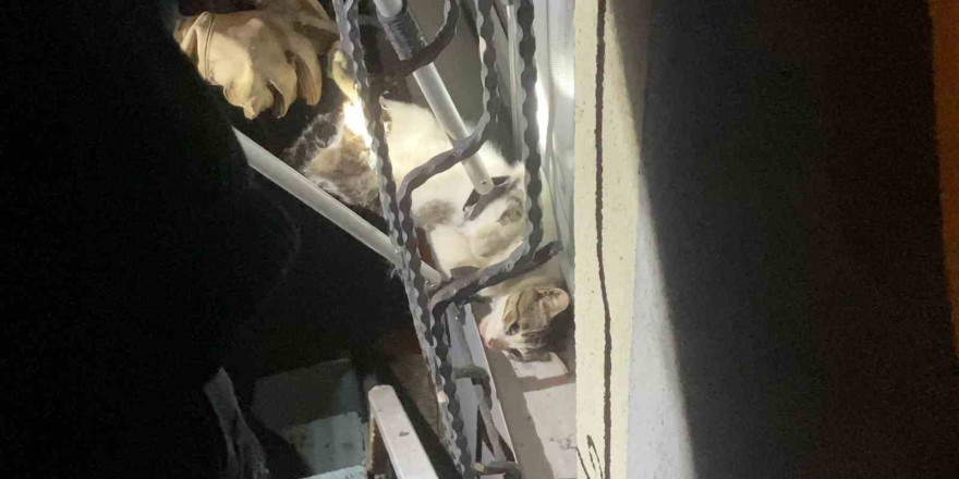 Pencere korkuluğuna sıkışan kediyi itfaiye kurtardı