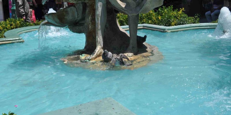 Sıcaktan bunalan güvercinler havuza girerek serinledi