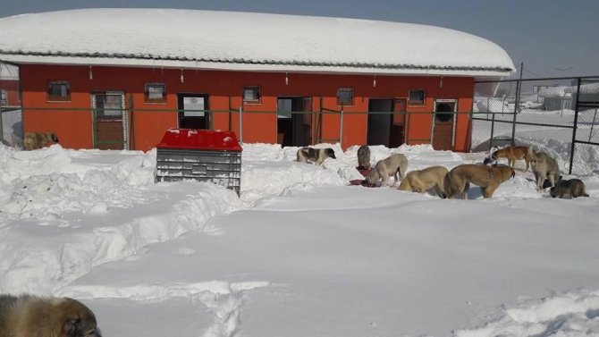 Muş Belediyesi, zorlu kış şartlarında sokak hayvanlarını sahipsiz bırakmıyor
