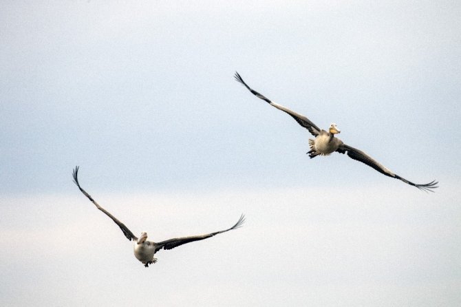 Uluabat Gölü’ndeki kuşları tek tek saydılar