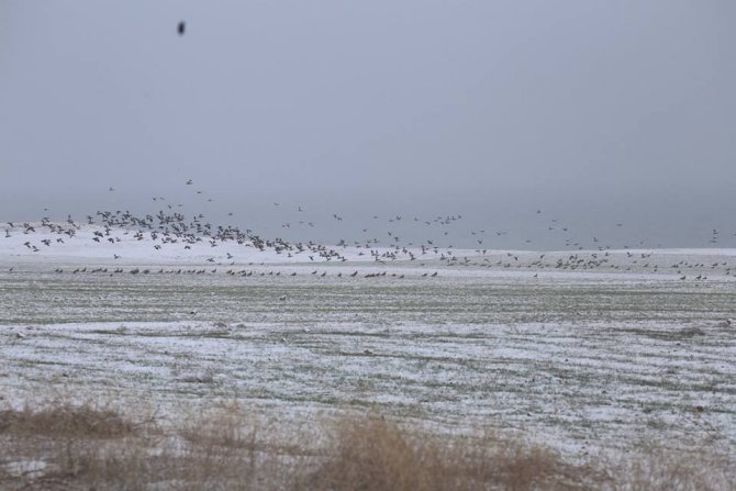 Elazığ’da kış ortası kuş sayımı yapıldı