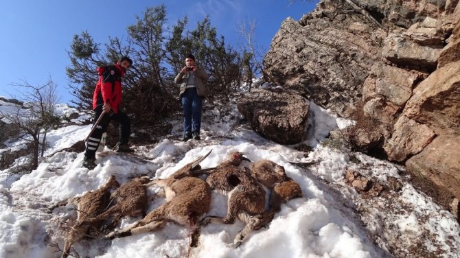 Yaban keçilerinin öldüğü bölgeye yem bırakıldı