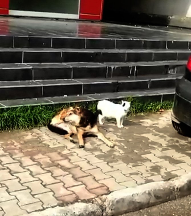 Güneşlenen kedi ile köpeğin dostluğu