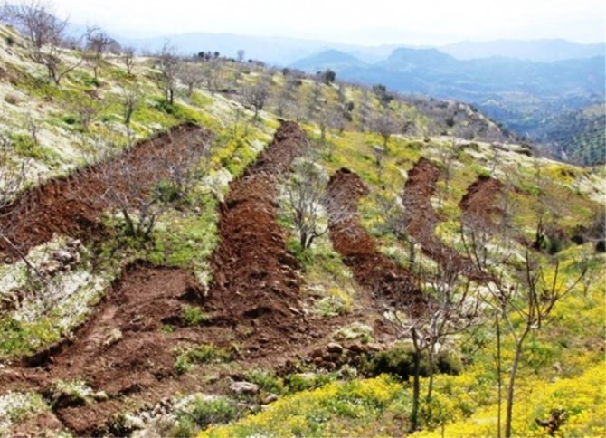 Orman Genel Müdür Yardımcısı Çelik, Aydın’da incelemelerde bulundu