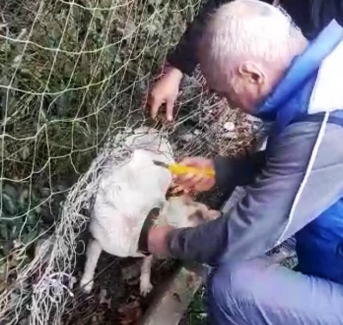Nefessiz kalan sokak köpeğini tesis sorumlusu kurtardı