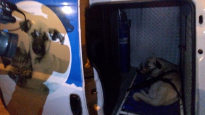 Yaralı köpeğe Küçük Dostlar Ambulansı anında müdahale etti