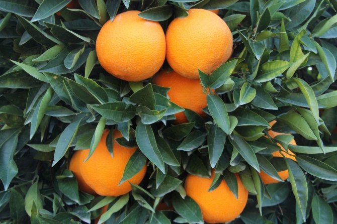 Mersin, turunçgilde ürün kayıplarını en aza indirmek için harekete geçti
