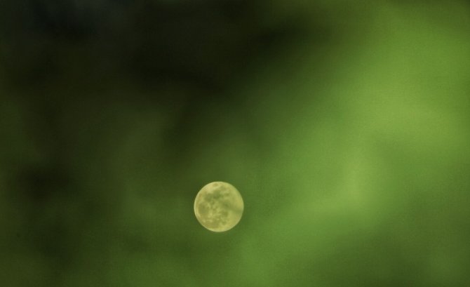 Süper Ay, ağaç yapraklarının arasından böyle görüntülendi