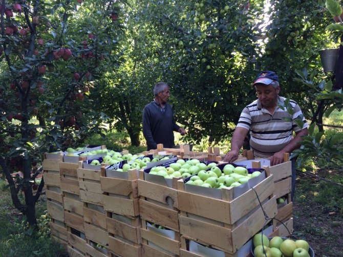 Cumhurbaşkanı Erdoğan’ın elma tanzimi müjdesi hayata geçiriliyor