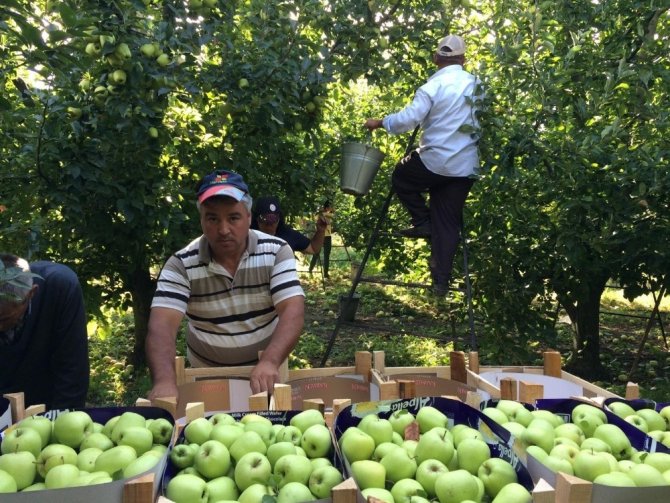 Cumhurbaşkanı Erdoğan’ın elma tanzimi müjdesi hayata geçiriliyor