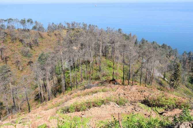 2 yıl önce çıkan yangında zarar gören Çamburnu’ndaki Sarıçam Ormanı’na yaklaşık 29 bin yeni sarıçam fidanı dikildi