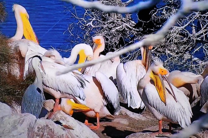 Ak pelikanlar Amasya’ya yine erken geldi