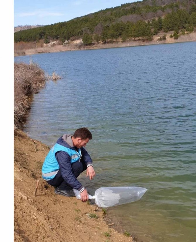 Göletlere 7 bin adet pullu sazan balığı yavrusu bırakıldı