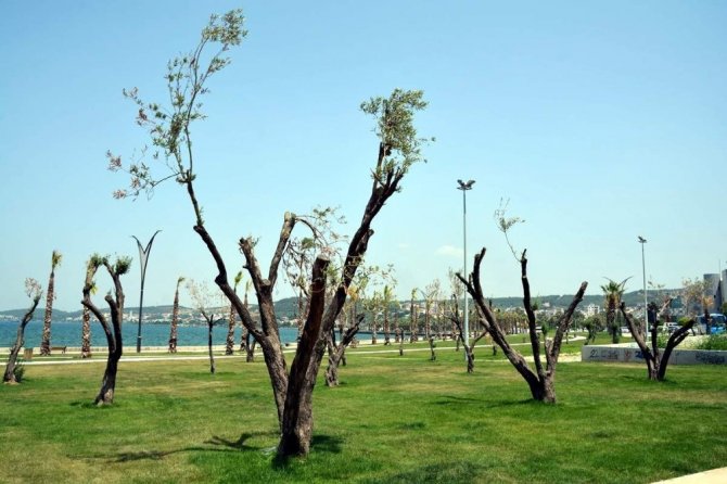 Aliağa Belediyesinin hedefi 5 bin zeytin ağacı