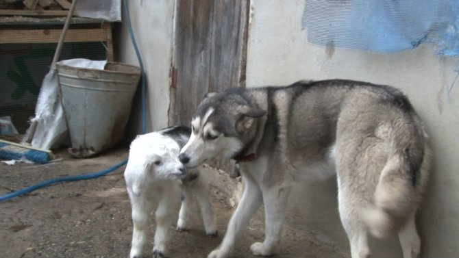 Sibirya kurdu ile yavru keçinin dostluğu