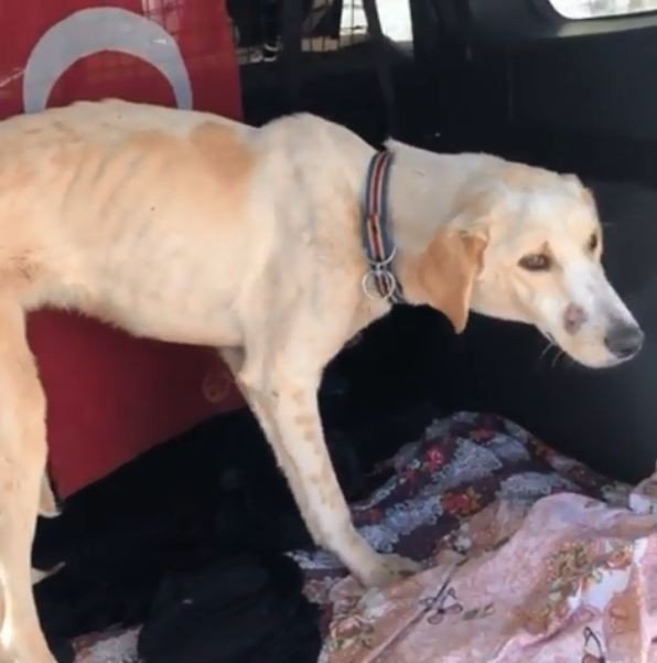 Siverek’te yaralanan köpek ticari taksi ile İstanbul’a gönderildi