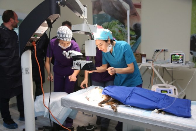 Mardin’de hekimlerin köpeğe katarkt ameliyatı yapmasına Aydın’dan tepki
