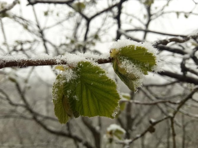 Yeşillenen fındık dallarının üzerine yağan kar ve soğuk hava üreticiyi tedirgin ediyor
