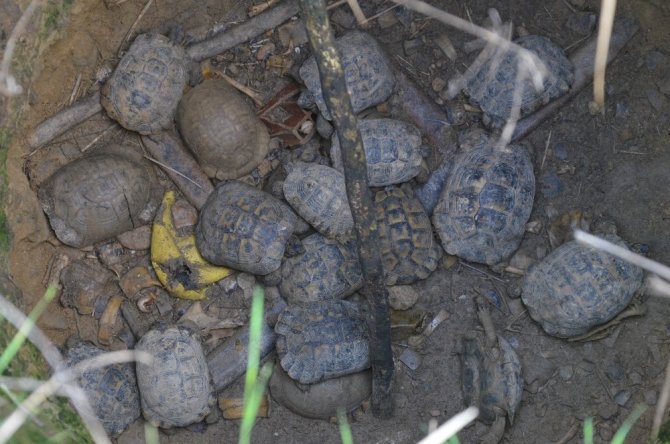 Su kuyusunda mahsur kalan 17 kaplumbağa ölmek üzereyken kurtarıldı
