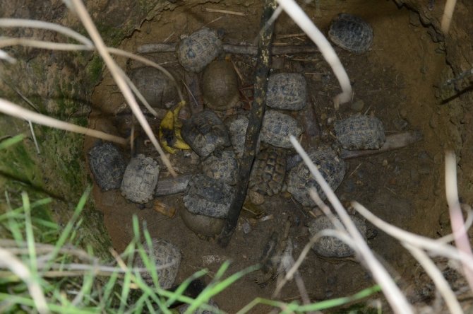 Su kuyusunda mahsur kalan 17 kaplumbağa ölmek üzereyken kurtarıldı