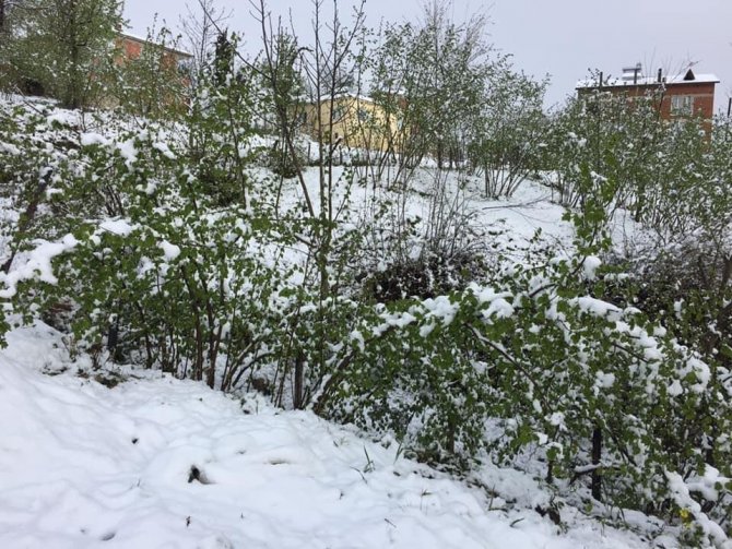 Karadeniz’e yağan kar fındık üreticisini korkuttu