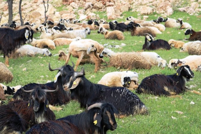 Diyarbakır’da koyun kırma sezonu başladı