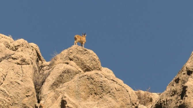 Nesli tükenme tehlikesinde olan dağ keçileri Aladağlar’da görüntülendi