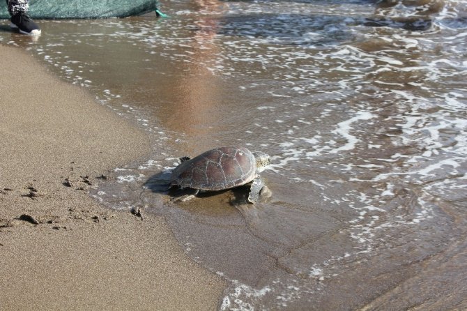 İngiltere güzellik kraliçesi kaplumbağayı denize bıraktı