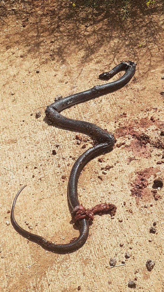Mardin’de 3 metrelik yılan paniği