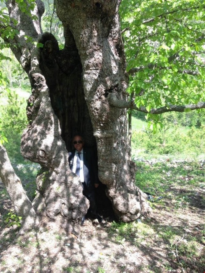 İskilip’te 500 yıllık ağaçlar koruma altına alındı