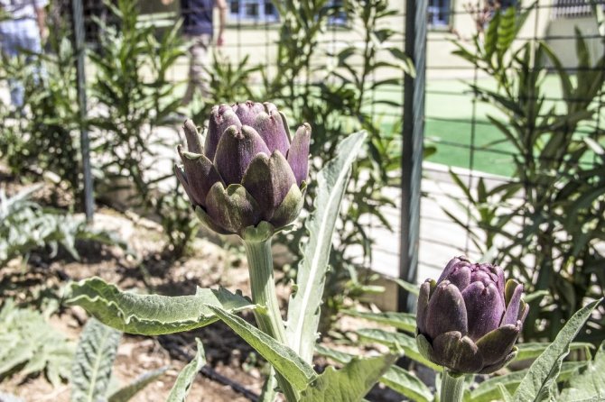 5 yıldızlı termal otelin bahçesinde ürettiği organik enginarları müşterilerine ikram ediyor