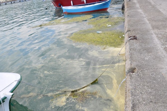 Gerze’de liman içinde yosun ve çöp kirliliği