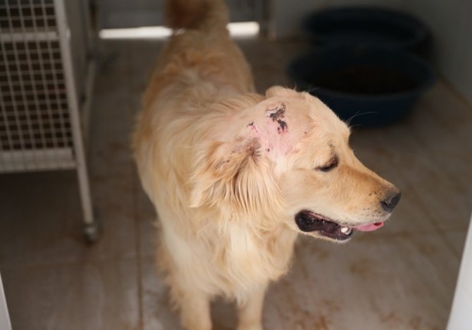 Silahla vurulan ve trafik kazası geçiren iki köpeğe Mersin Büyükşehir Belediyesi sahip çıktı