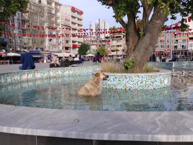 Sıcaktan bunalan köpek süs havuzuna girdi