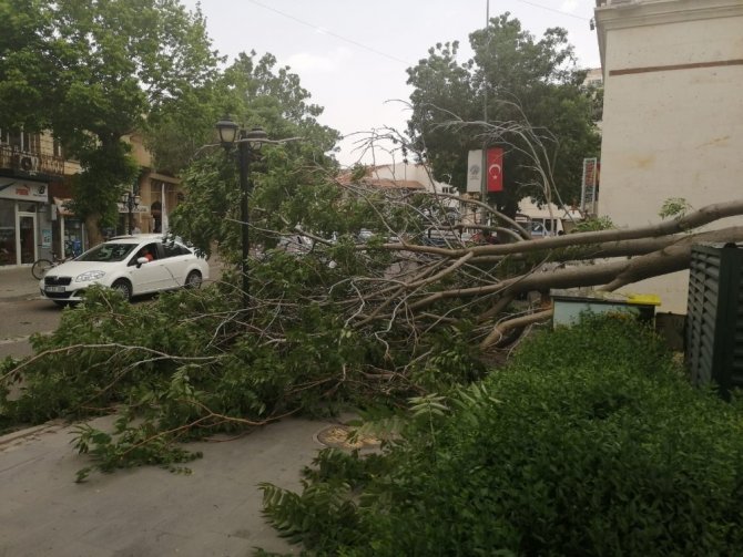 Nevşehir’de rüzgar ağaçları devirdi