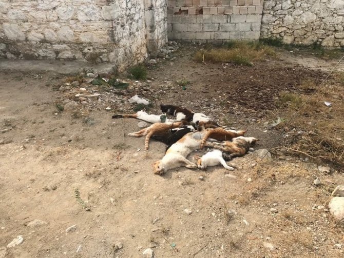 Datça’da 10 kedi zehirlenerek öldürüldü